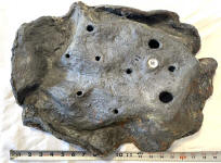 bottom