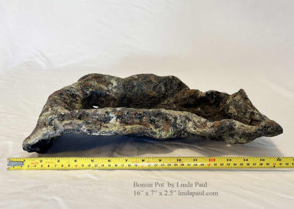 lichen colors bonsai pot