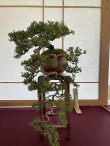 cascade juniper bonsai