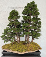 bonsai hinoki forest in Linda Paul slab