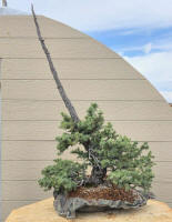 large spruce bonsai in custom pot
