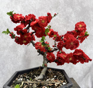 red quince bonsai