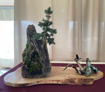 spruce bonsai in rock