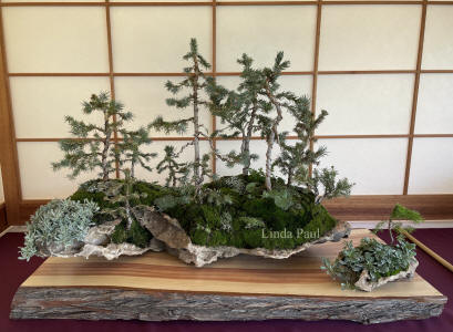 bonsai spruce forest in rock