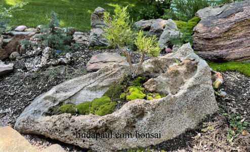 tam juniper bonsai in rock