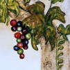 grapes decorative accent tile